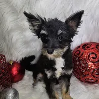 Kringle, a male Pomapoo for sale in West Plains, MO – Photo 5 of 7