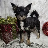 Kringle, a male Pomapoo for sale in West Plains, MO – Photo 6 of 7