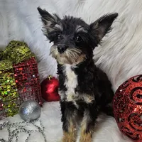 Kringle, a male Pomapoo for sale in West Plains, MO – Photo 3 of 7
