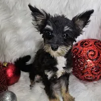 Kringle, a male Pomapoo for sale in West Plains, MO – Photo 2 of 7