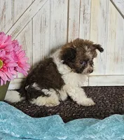 Teddy, a male Pomapoo for sale in West Plains, MO – 4 of 4