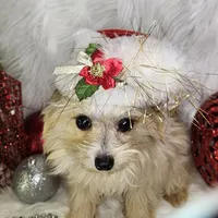 Jolly, a male Pomapoo for sale in West Plains, MO – Photo 1 of 8