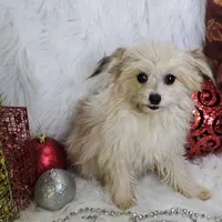 Jolly, a male Pomapoo for sale in West Plains, MO – Photo 5 of 8