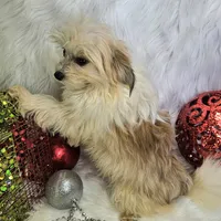 Jolly, a male Pomapoo for sale in West Plains, MO – Photo 7 of 8