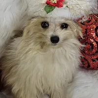 Jolly, a male Pomapoo for sale in West Plains, MO – Photo 2 of 8