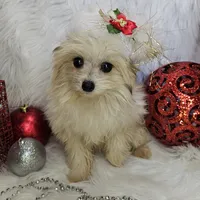 Jolly, a male Pomapoo for sale in West Plains, MO – Photo 3 of 8