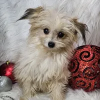 Jolly, a male Pomapoo for sale in West Plains, MO – Photo 6 of 8