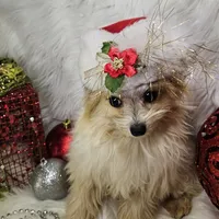 Jolly, a male Pomapoo for sale in West Plains, MO – Photo 4 of 8