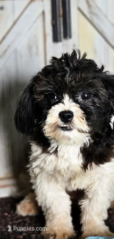 Blitzen – Shihpoo puppy for sale in West Plains, MO