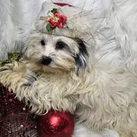 Tutu, a female Shihpoo for sale in West Plains, MO – Photo 4 of 6