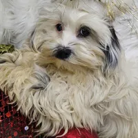 Tutu, a female Shihpoo for sale in West Plains, MO – Photo 2 of 6