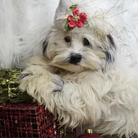Tutu, a female Shihpoo for sale in West Plains, MO – Photo 6 of 6