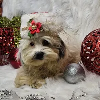 Tutu, a female Shihpoo for sale in West Plains, MO – Photo 5 of 6