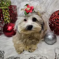 Tutu, a female Shihpoo for sale in West Plains, MO – Photo 3 of 6