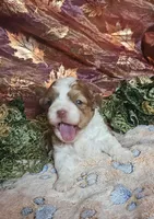 Rudolph, a male Shihpoo for sale in West Plains, MO – Photo 3 of 3