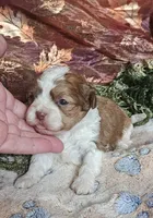 Rudolph, a male Shihpoo for sale in West Plains, MO – Photo 2 of 3