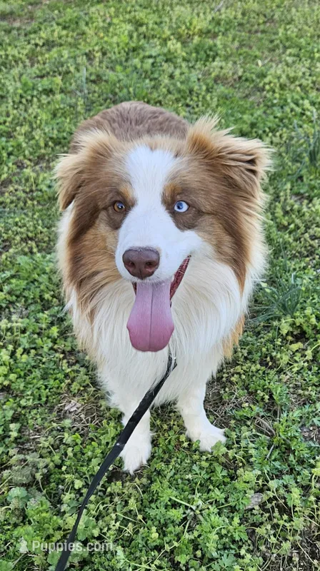 Spark w/Champion Lines