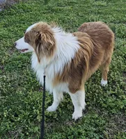 Spark w/Champion Lines, a male Australian Shepherd for sale in West Plains, MO – Photo 7 of 10