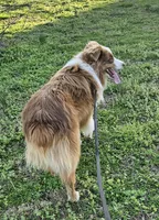 Spark w/Champion Lines, a male Australian Shepherd for sale in West Plains, MO – Photo 4 of 10