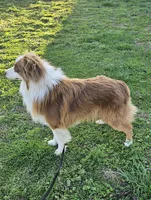 Spark w/Champion Lines, a male Australian Shepherd for sale in West Plains, MO – Photo 9 of 10