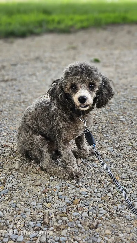 Little Boy Blue – Poodle - Toy  puppy for sale in West Plains, MO