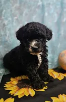 Ollie, a male Poodle - Toy  for sale in West Plains, MO – Photo 3 of 7