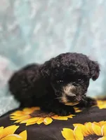 Ollie, a male Poodle - Toy  for sale in West Plains, MO – Photo 5 of 7