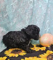 Ollie, a male Poodle - Toy  for sale in West Plains, MO – Photo 6 of 7