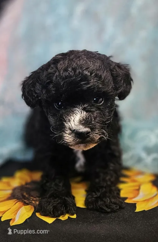 Ollie – Poodle - Toy  puppy for sale in West Plains, MO