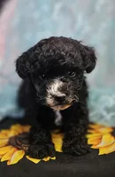 Ollie, a male Poodle - Toy  for sale in West Plains, MO – Photo 1 of 7