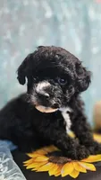 Ollie, a male Poodle - Toy  for sale in West Plains, MO – Photo 7 of 7