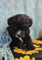 Ollie, a male Poodle - Toy  for sale in West Plains, MO – Photo 4 of 7