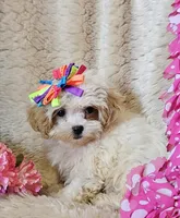Peaches, a female Shihpoo for sale in West Plains, MO – Photo 4 of 5