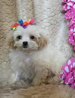 Peaches, a female Shihpoo for sale in West Plains, MO – Photo 3 of 5