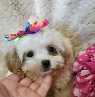 Peaches, a female Shihpoo for sale in West Plains, MO – Photo 2 of 5