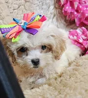 Peaches, a female Shihpoo for sale in West Plains, MO – Photo 5 of 5