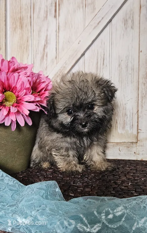 Taz, a male Pomapoo for sale in West Plains, MO – 1 of 3