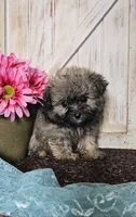 Taz, a male Pomapoo for sale in West Plains, MO – 1 of 3