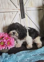 Blitzen, a male Shihpoo for sale in West Plains, MO – 4 of 5