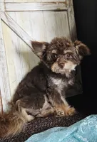 Monkee, a male Pomapoo for sale in West Plains, MO – 3 of 4