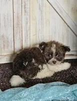 Teddy, a male Pomapoo for sale in West Plains, MO – 2 of 4