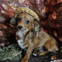 Scooby, a male Chiweenie for sale in West Plains, MO – Photo 1 of 4