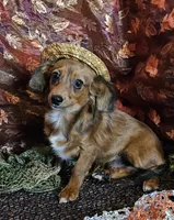 Scooby, a male Chiweenie for sale in West Plains, MO – Photo 1 of 4