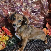 Scooby, a male Chiweenie for sale in West Plains, MO – Photo 4 of 4