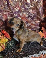 Scooby, a male Chiweenie for sale in West Plains, MO – Photo 4 of 4