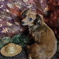 Scooby, a male Chiweenie for sale in West Plains, MO – Photo 2 of 4