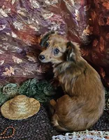 Scooby, a male Chiweenie for sale in West Plains, MO – Photo 2 of 4
