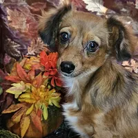 Scooby, a male Chiweenie for sale in West Plains, MO – Photo 3 of 4