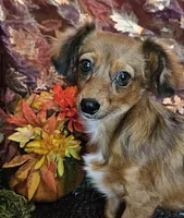 Scooby, a male Chiweenie for sale in West Plains, MO – Photo 3 of 4