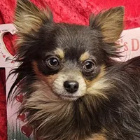 Bluey, a male Chihuahua for sale in West Plains, MO – Photo 1 of 4